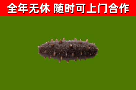 临县烟酒回收干海参.jpg